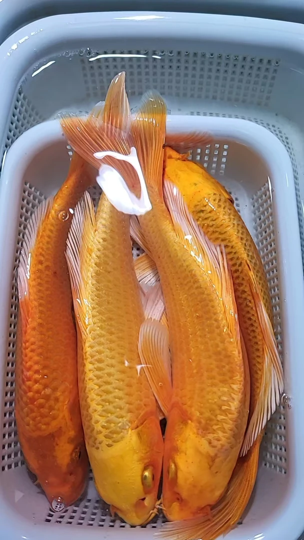 【9】18-20cm 4黄  新手好养耐活 观赏鱼