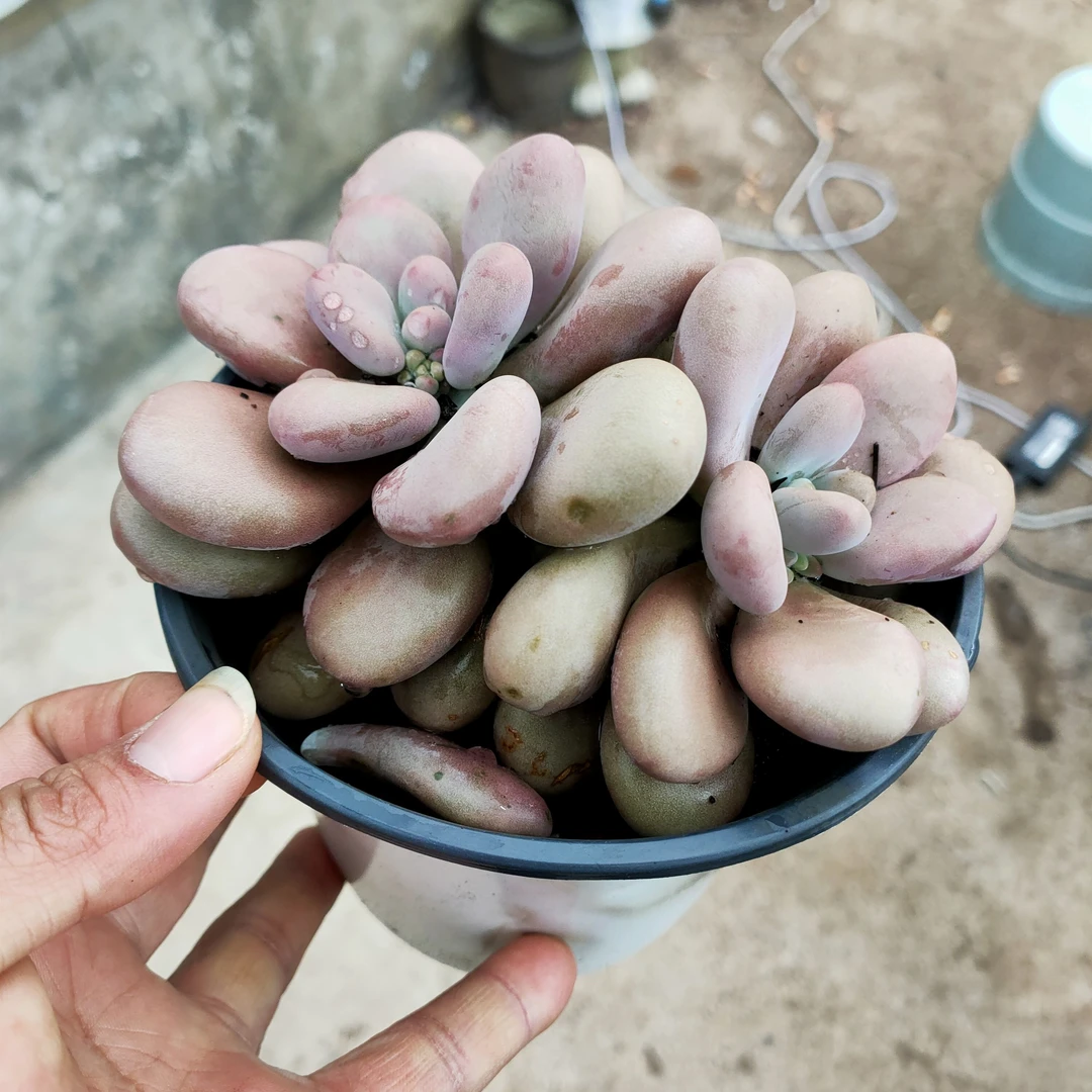 桃蛋 满20包邮不带盆土发货 以直播间为准长沙星昊