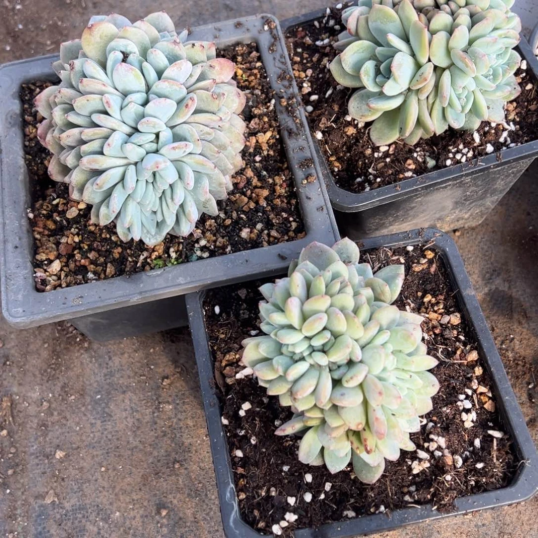 吖***妮多肉植物，多肉植物