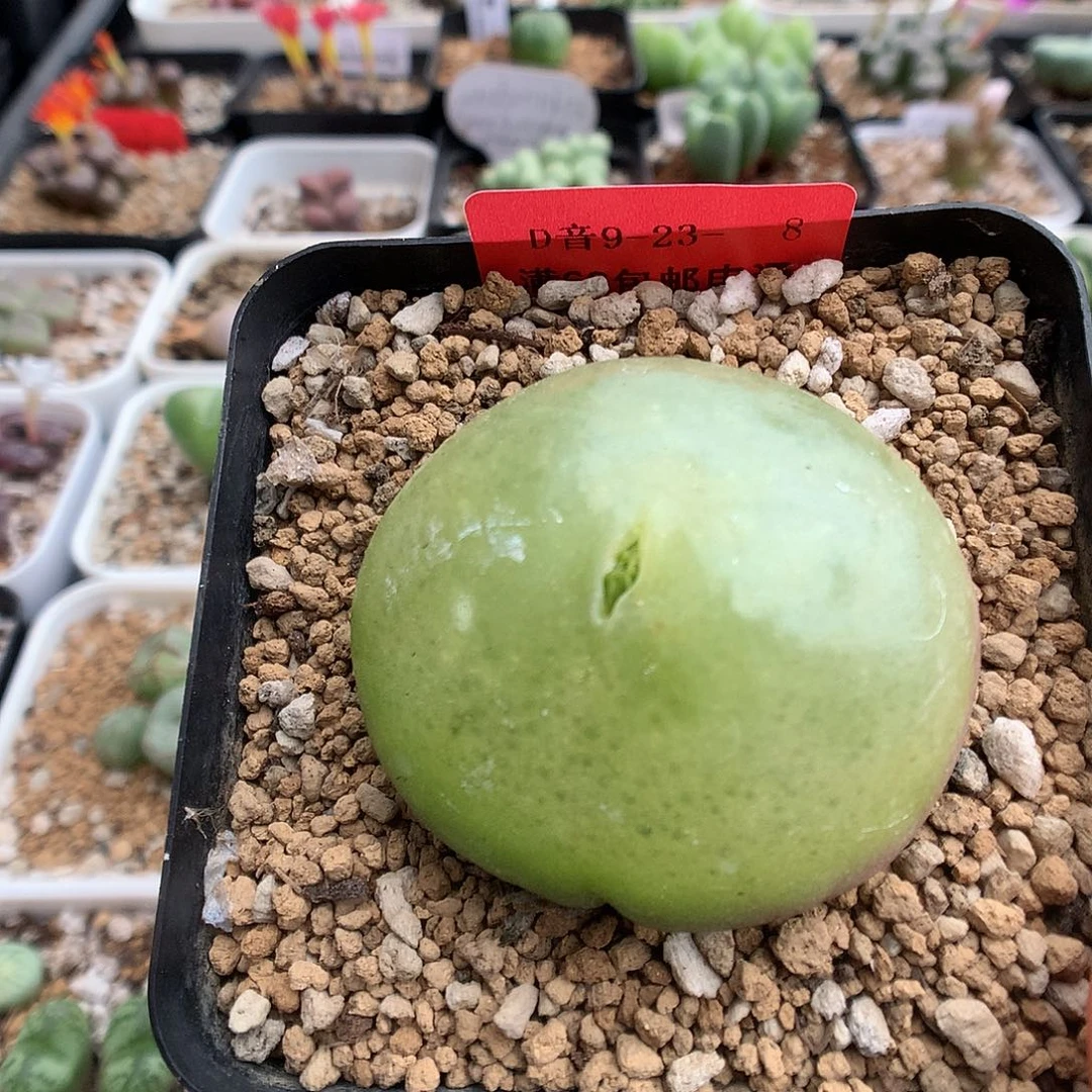 9-23-8 灯泡一颗 月圆