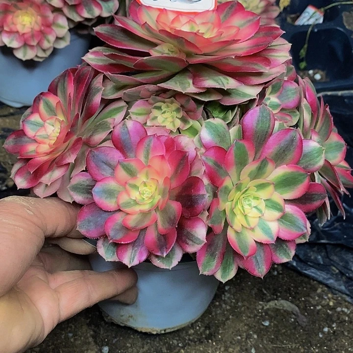 荔枝荔老桩捧花866号