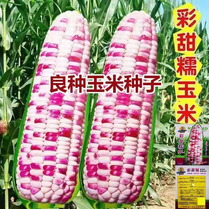 春季必种】超甜糯玉米种子大棒型五彩香甜糯玉米种子四季高产早熟