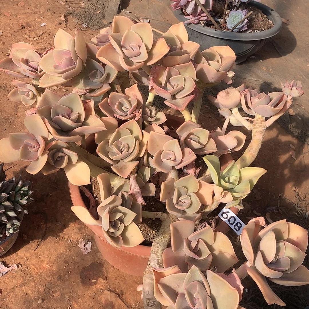 608贺氏一物一拍多肉