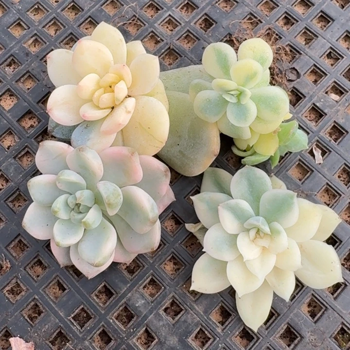 一组价格一物一拍