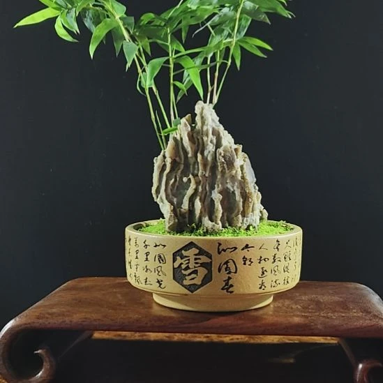 无花朵盆景，凤尾竹，风凌石