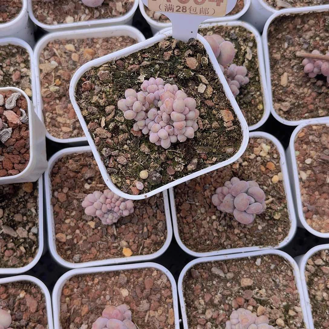 ?****萌A394月光石奶酪一物一拍