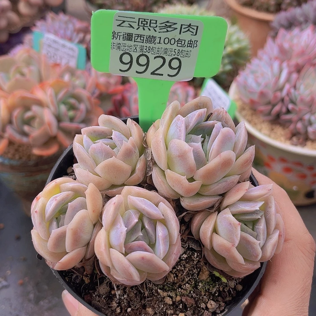 9929贝壳西娜多肉植物