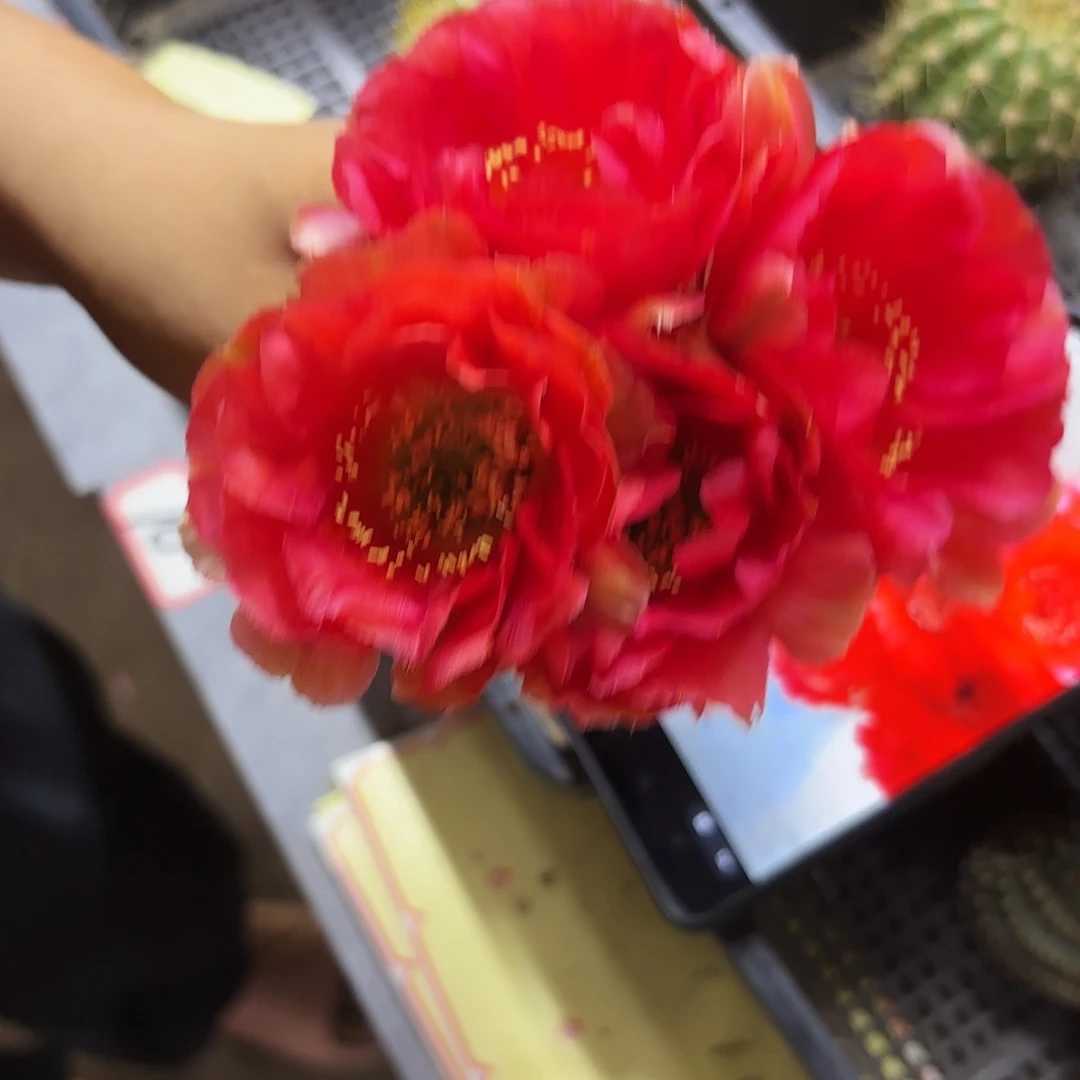 洛莎莉莎彩侧牙20包邮仙人球9