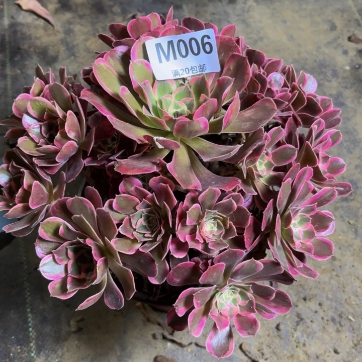 瑞妈多肉植物，006皇后