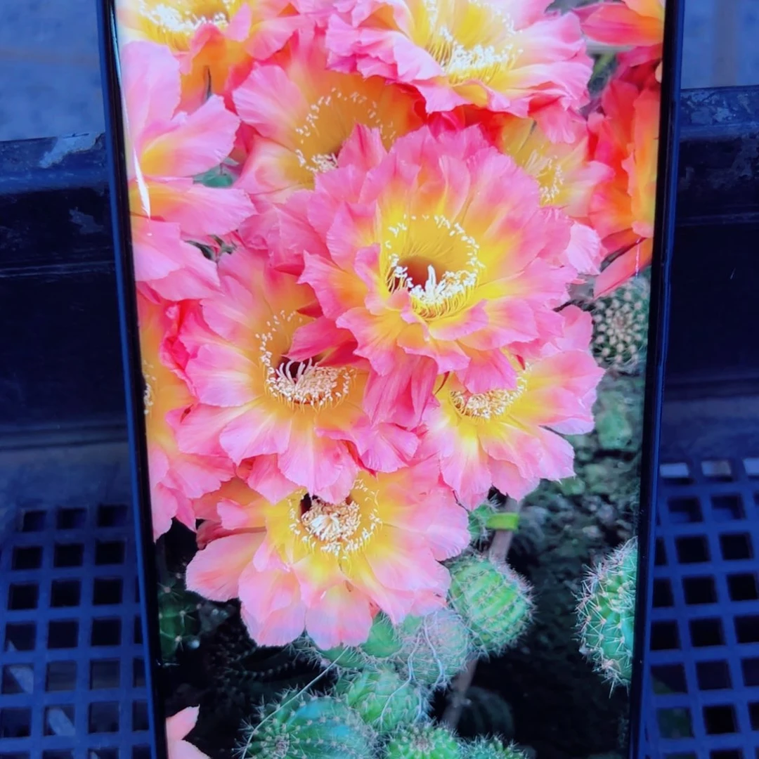 下82彩草朱丽叶歪无根侧芽4公分左右20包邮