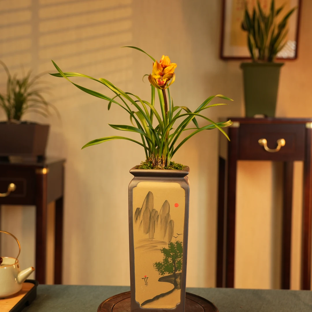 【老种七彩牡丹】稀有春剑名贵高档浓香型带花苞桌面绿植客厅兰花