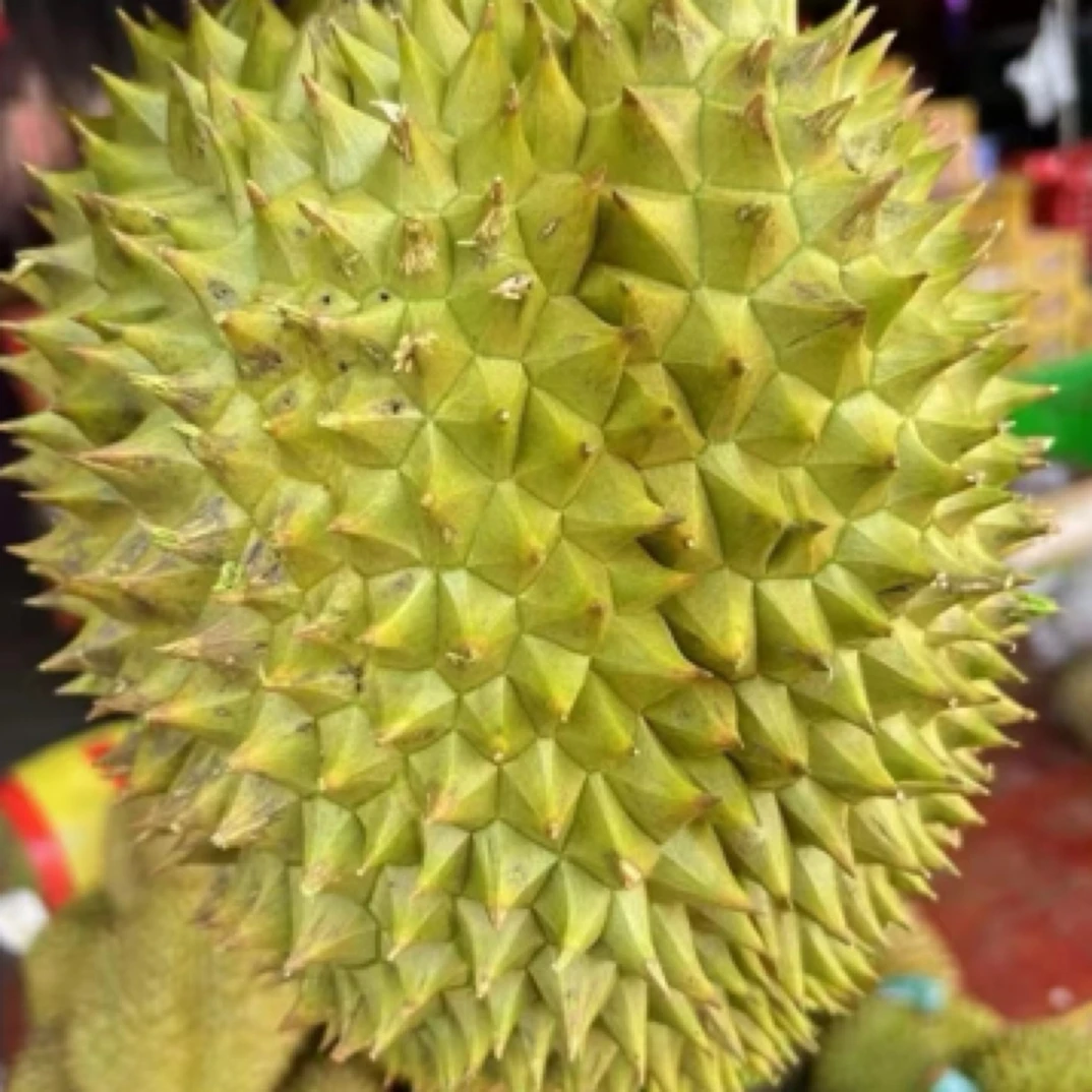 泰国青泥鲜榴莲19.8一斤；核小榴莲同城配青尼泰国