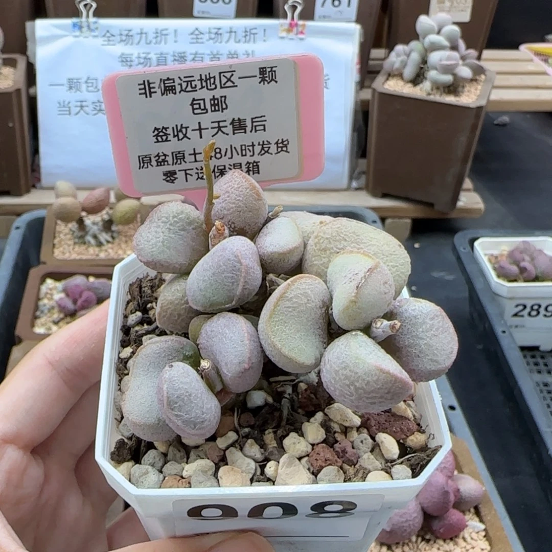 908黛安娜多肉植物