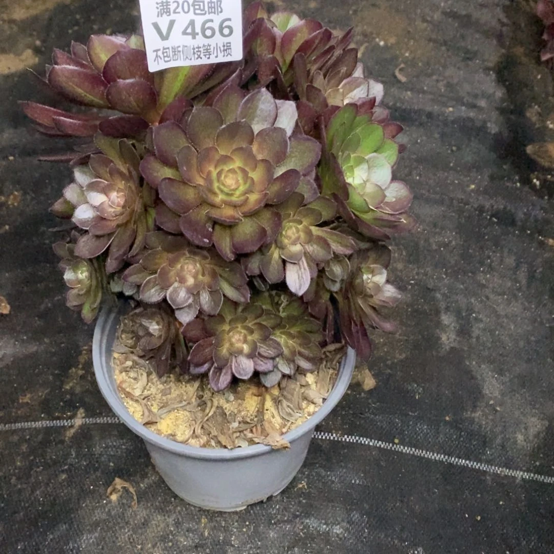 466万灰花脸多肉法师锦有砍