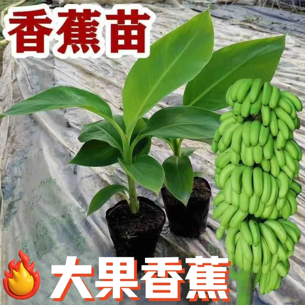 香蕉树苗小米蕉香蕉苗芭蕉苗粉蕉苗苹果蕉苗庭院种植盆栽地栽