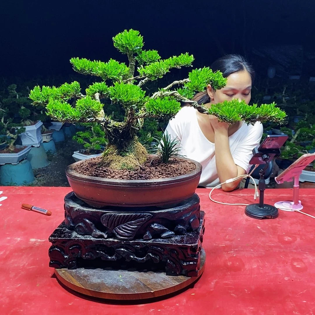 无花朵广东雀舌黄杨盆景