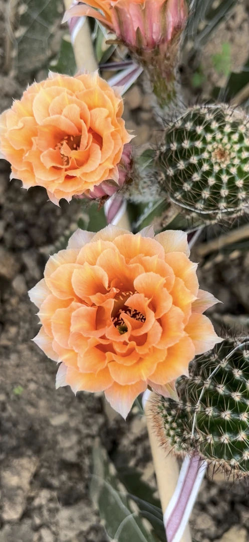 仙人球彩草歪 橙爱