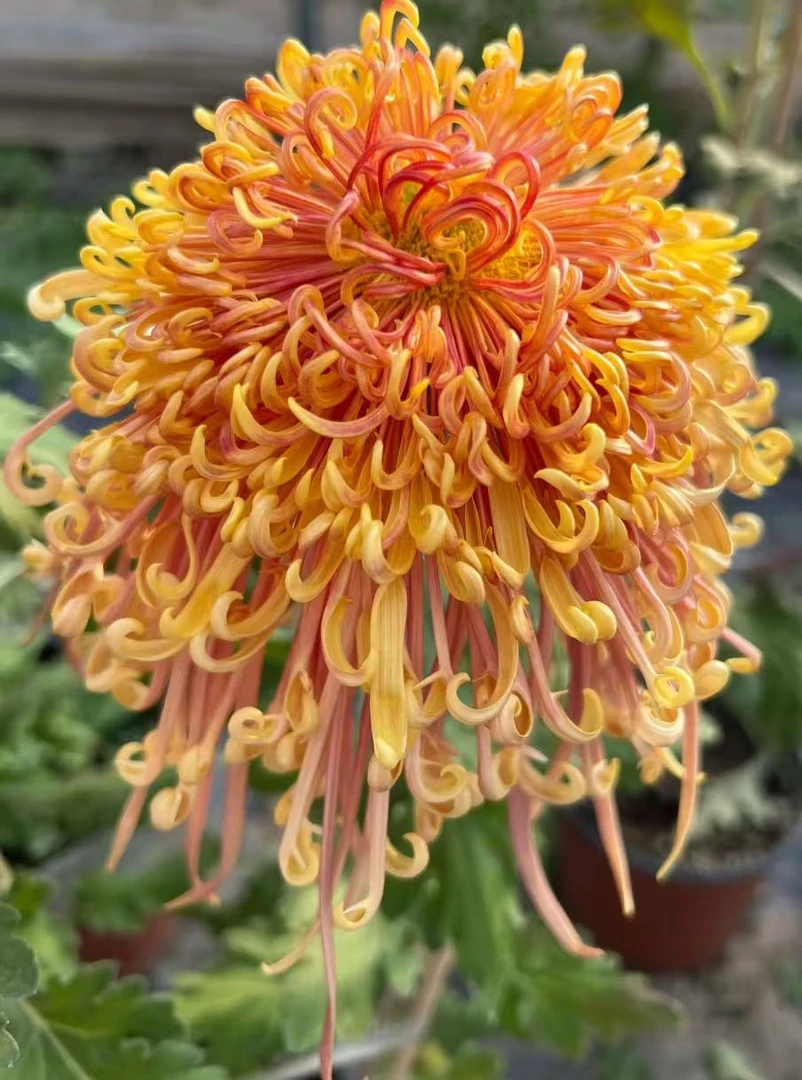 九月菊花【盘龙风舞】开大花掉叶掉枝不售后介意慎拍