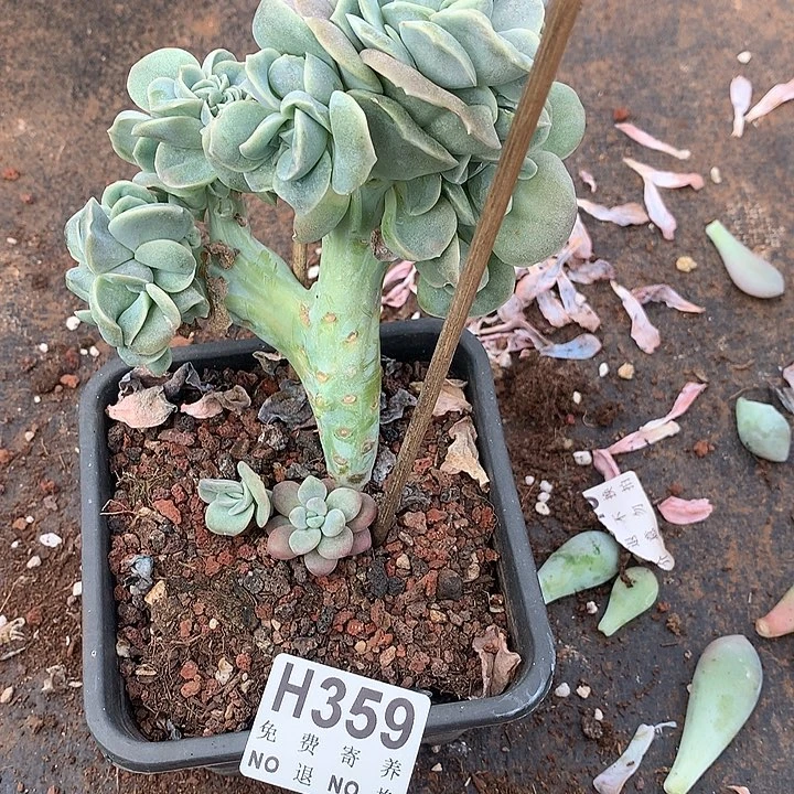 可爱玫瑰缀化 非偏远38包邮 节后发