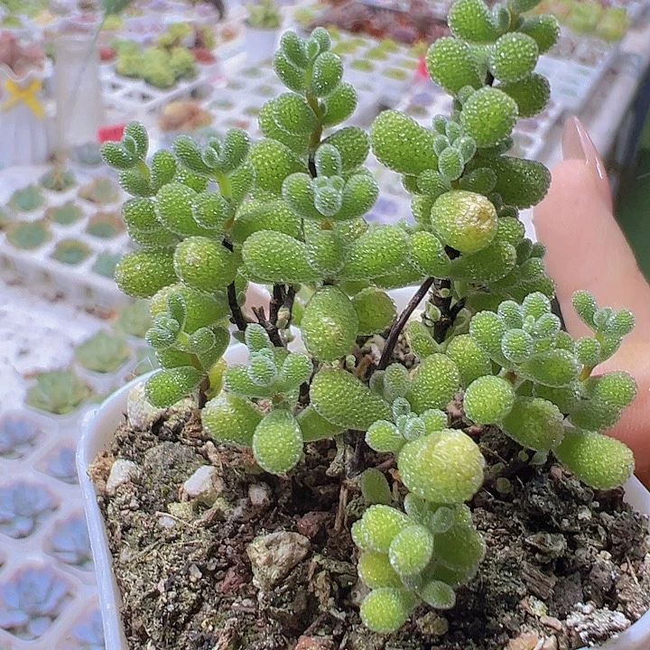 翡翠枝干19包邮多肉植物