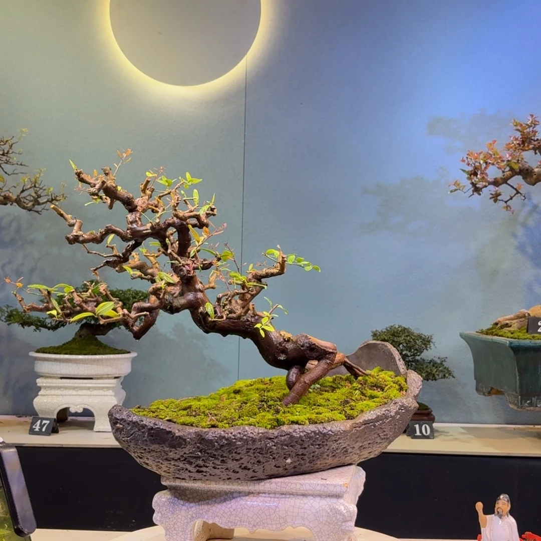 H***⁸无花朵山桔盆景一物一拍