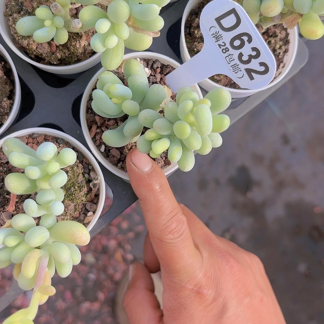 D632香蕉美人一物一拍