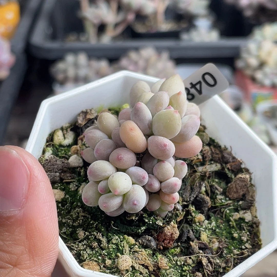 苹果奶酪多肉植物