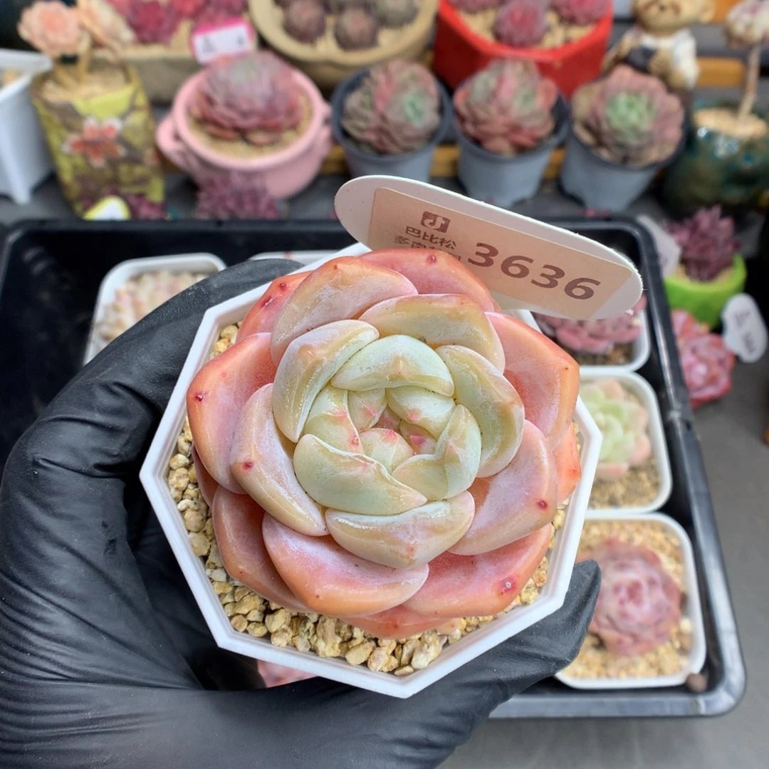 一***_3636 糖心b06多肉