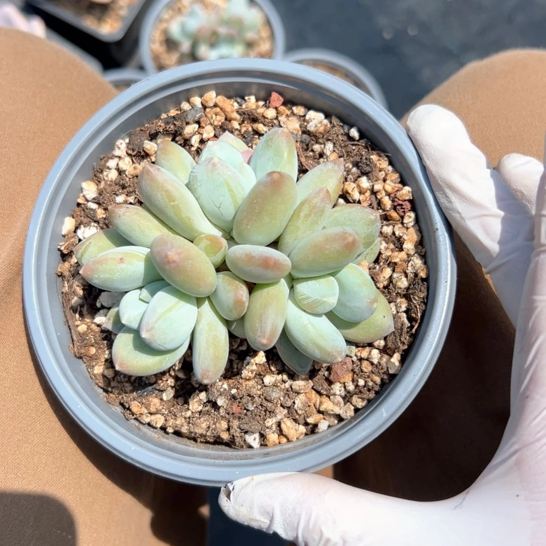 无花朵芒果奶杂1111111111