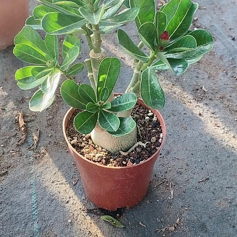 【闪购商品】无花朵健**福