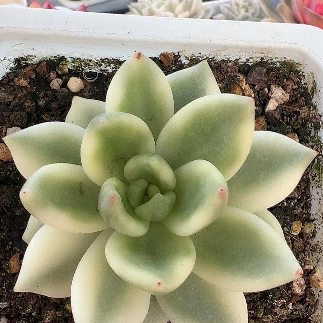 满38包邮祝之松锦