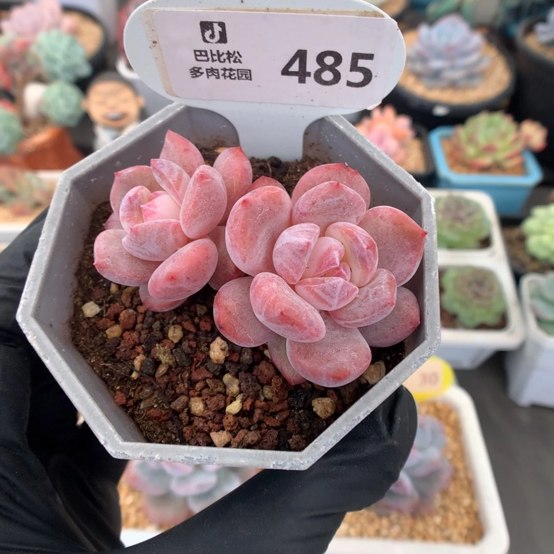 485 雪天使多肉多肉