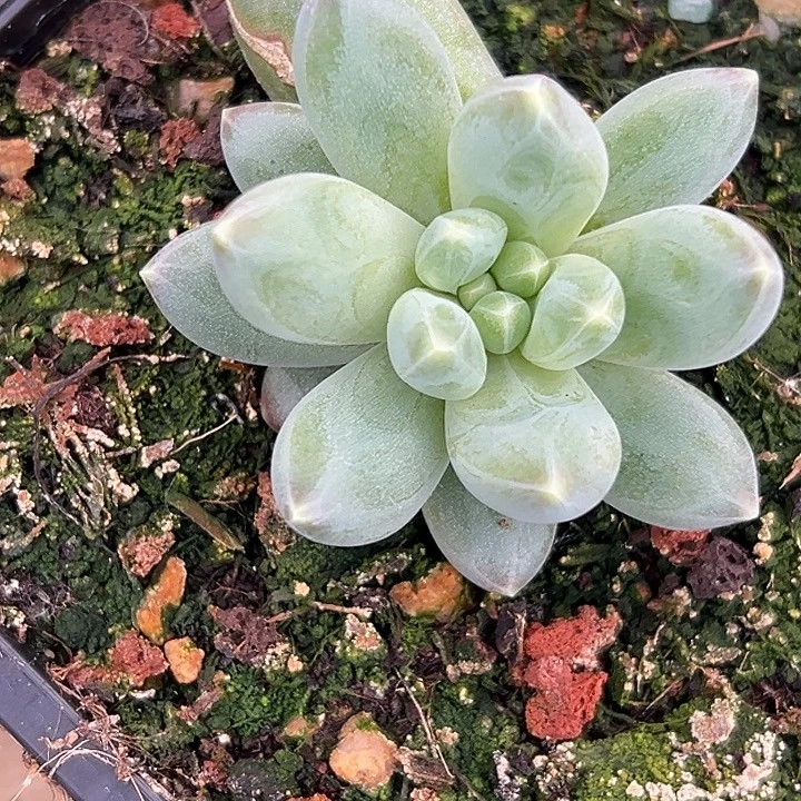 娜美系列美人特价多肉