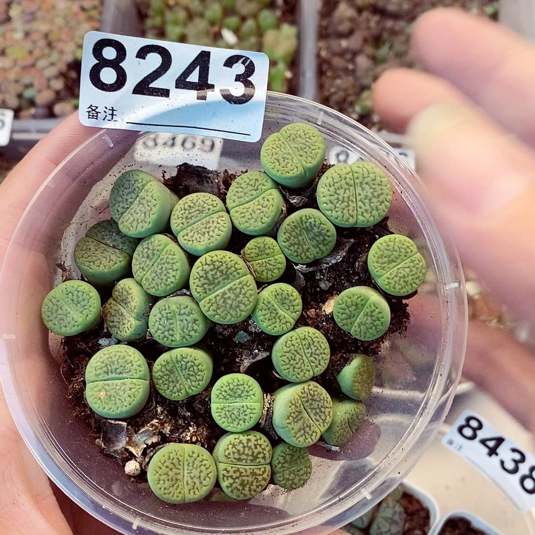 8243绿富贵啦啦啦啦啦打