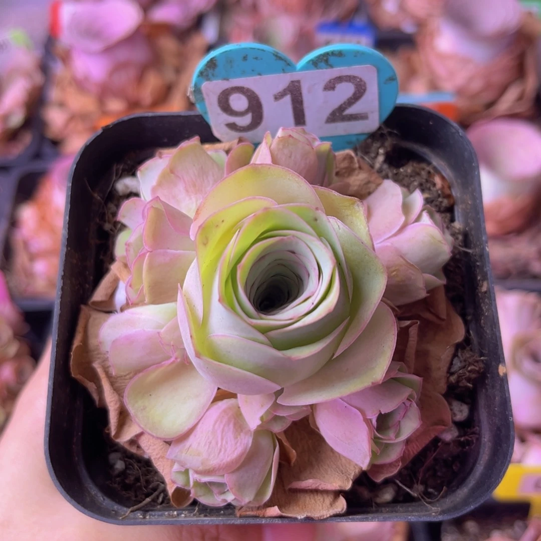 山地玫瑰一物一拍912