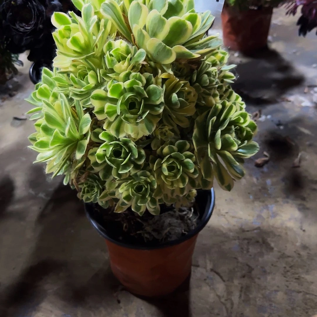 燕宁一颗特价981