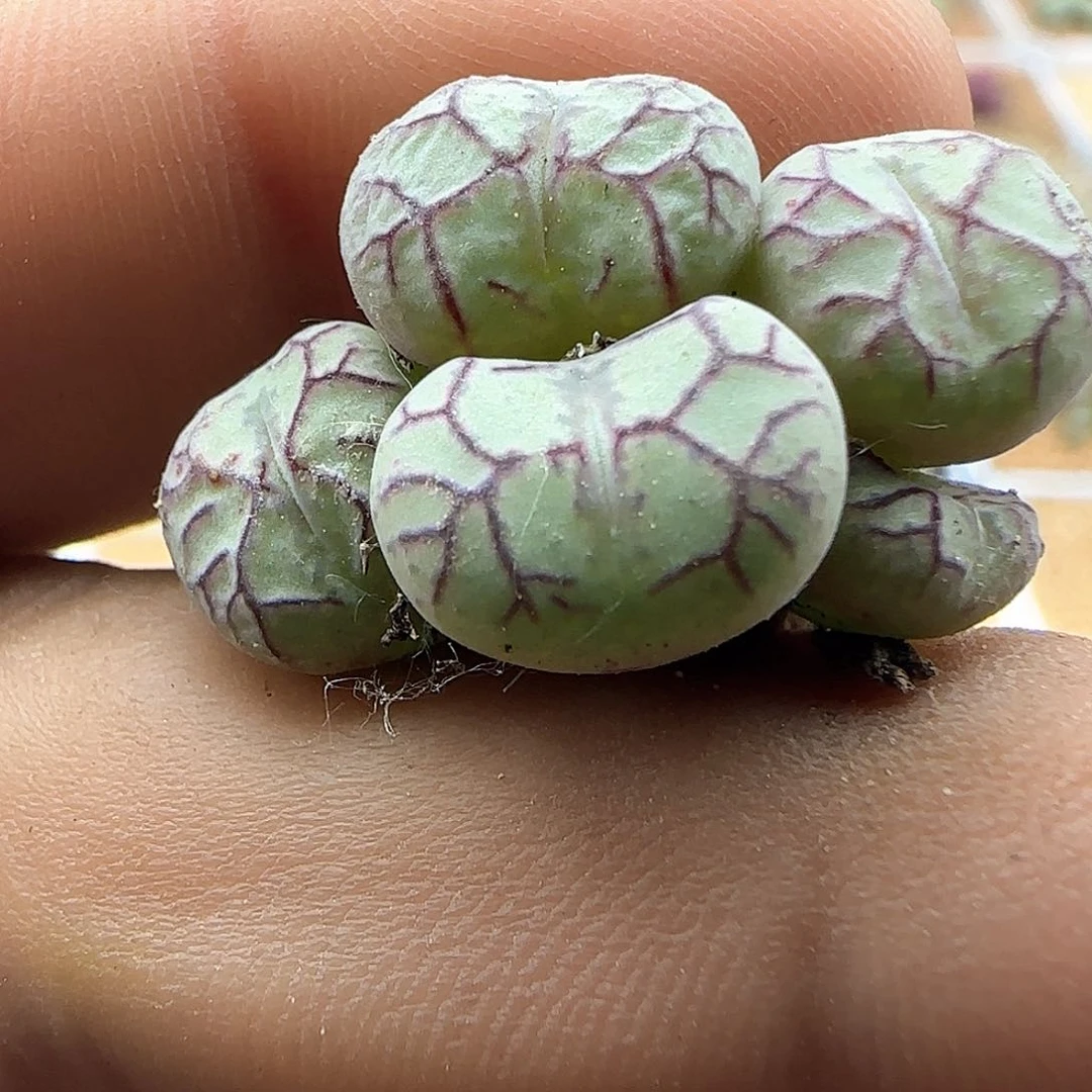 开播福利来啦43636