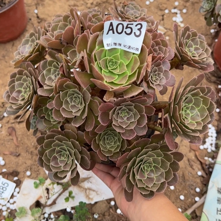 荷兰玫瑰多肉植物053.