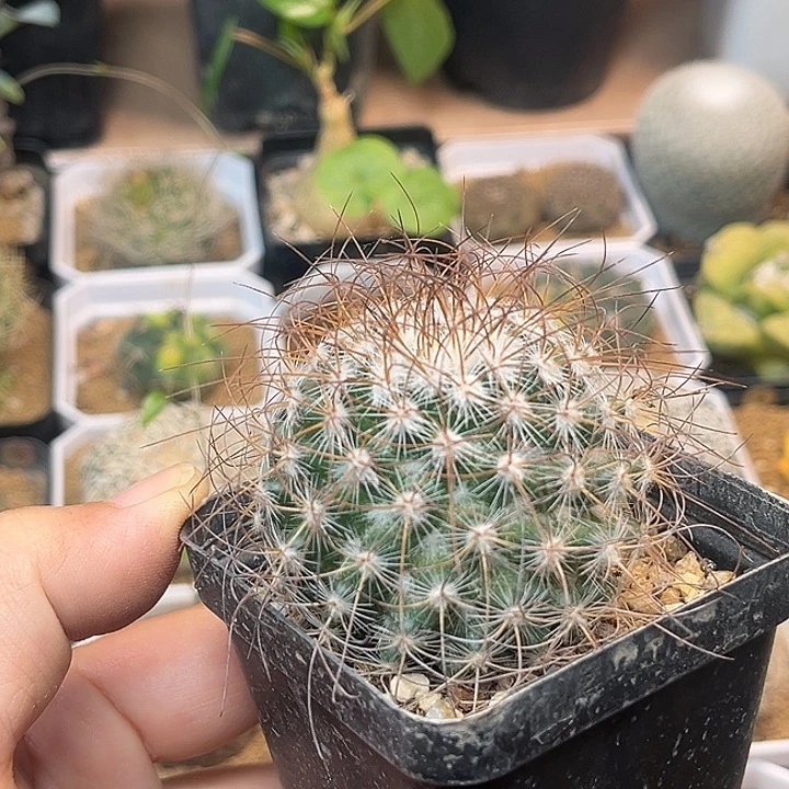 无花朵红花海泉实生球