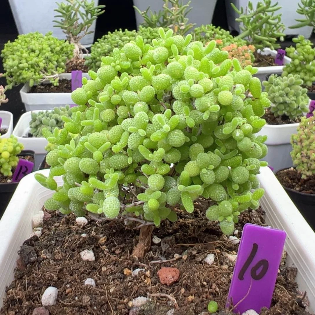 10号蜜橘糖球一物一拍