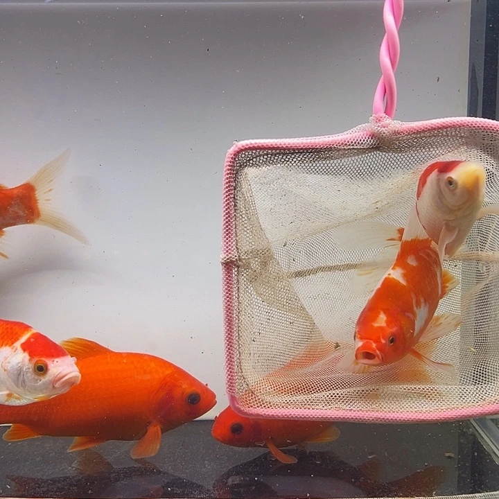 海水鱼短尾草金1111