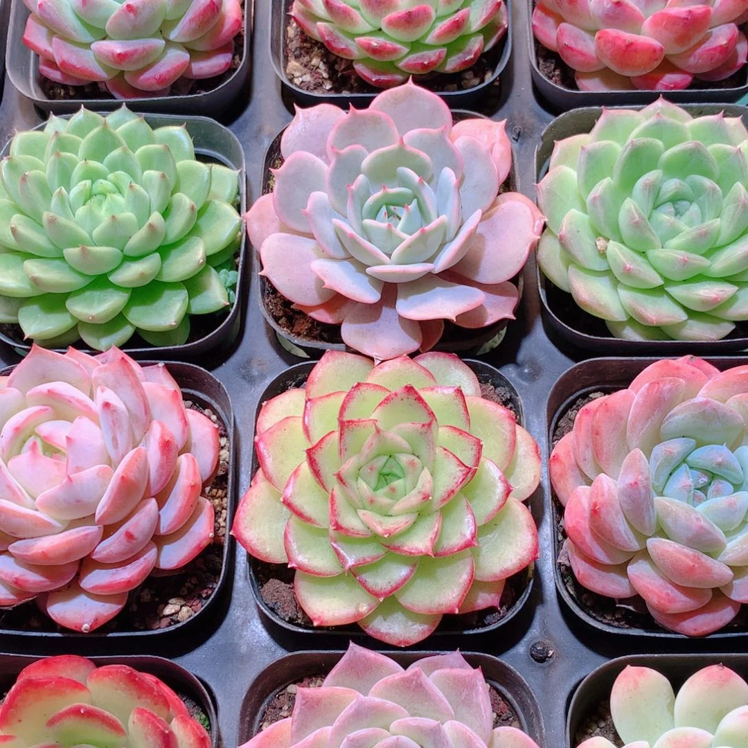 9-量拍品质保证多肉带盆16颗全单头