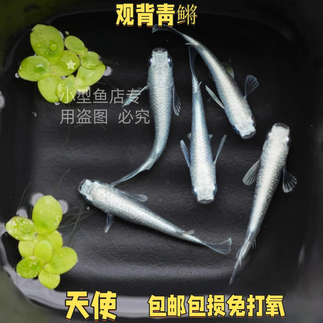 观背青鳉天使小型冷水淡水观赏鱼好养耐活不打氧不加温不过滤包邮