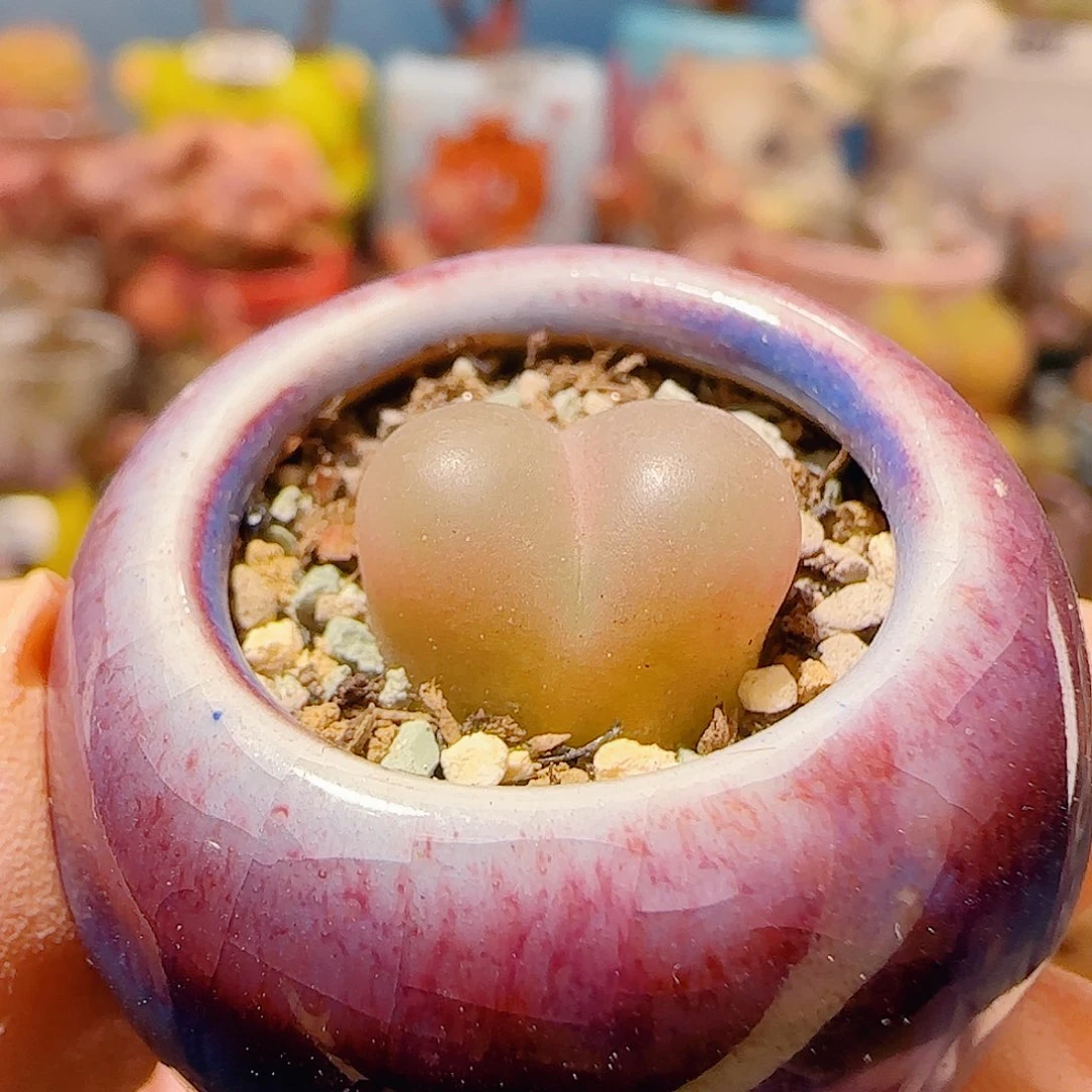 T爱心蟠桃盆口2cm