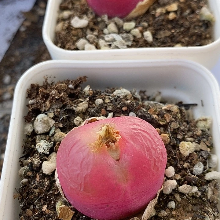 2930母本大红桃子2颗带盆