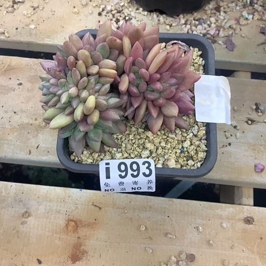 不***晓桃花源缀化默认侧切993