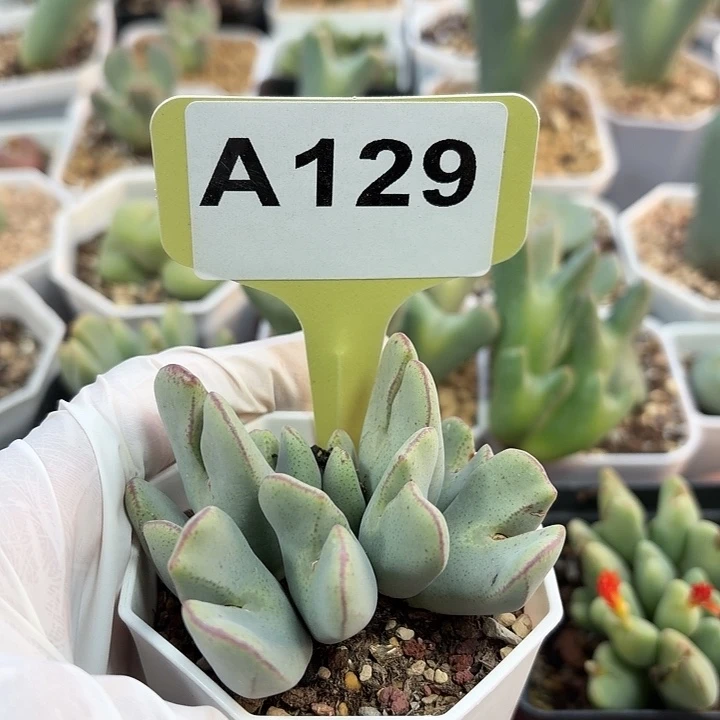 苹果手机是你买回来后买