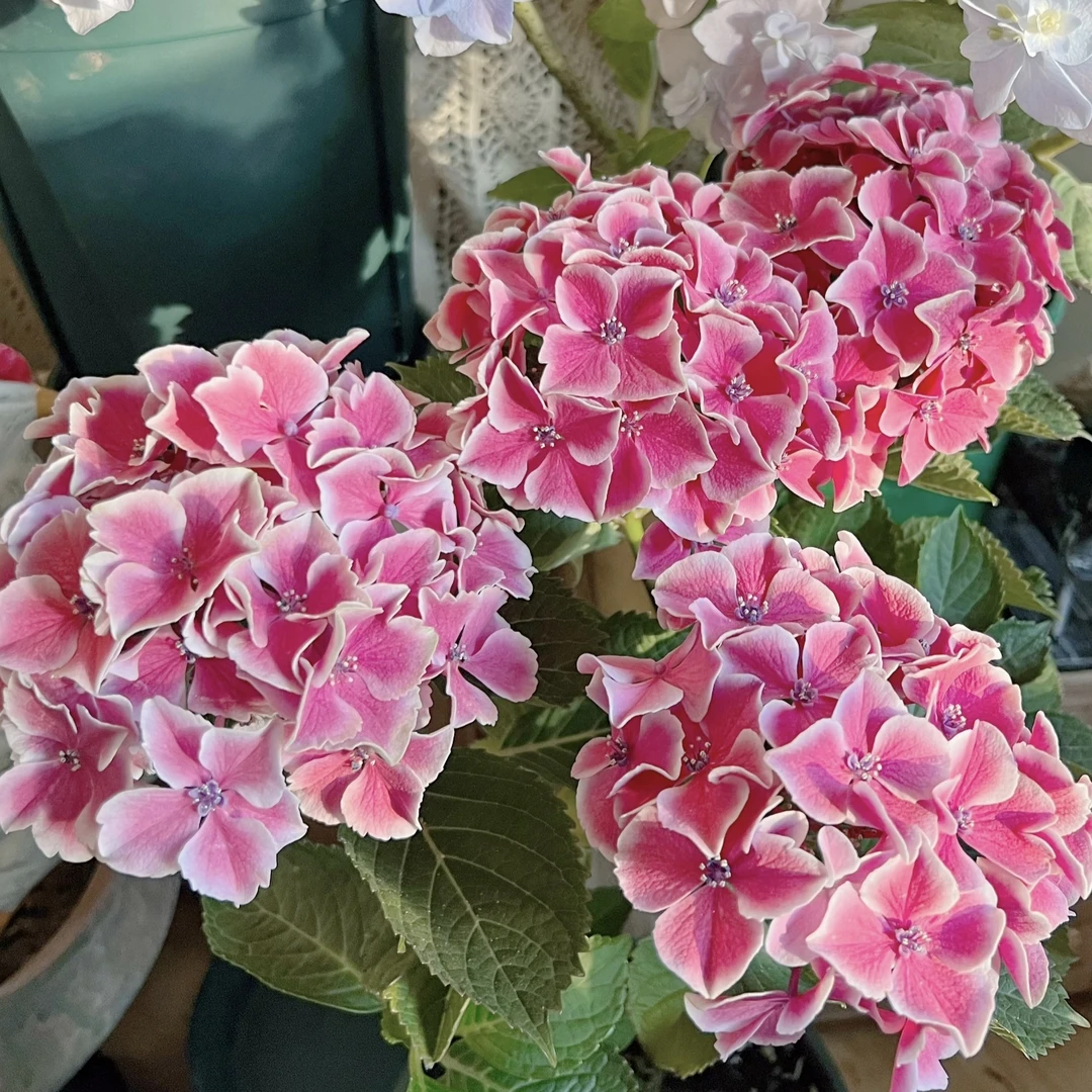 卡米拉绣球花盆栽花卉庭院阳台新手易养护喜水植物