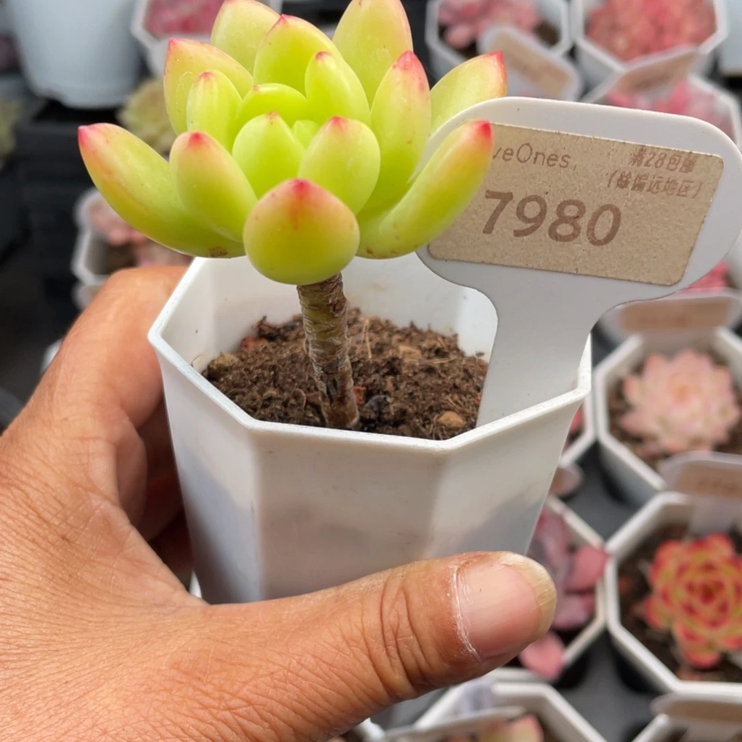 春萌7980-5.5厘米