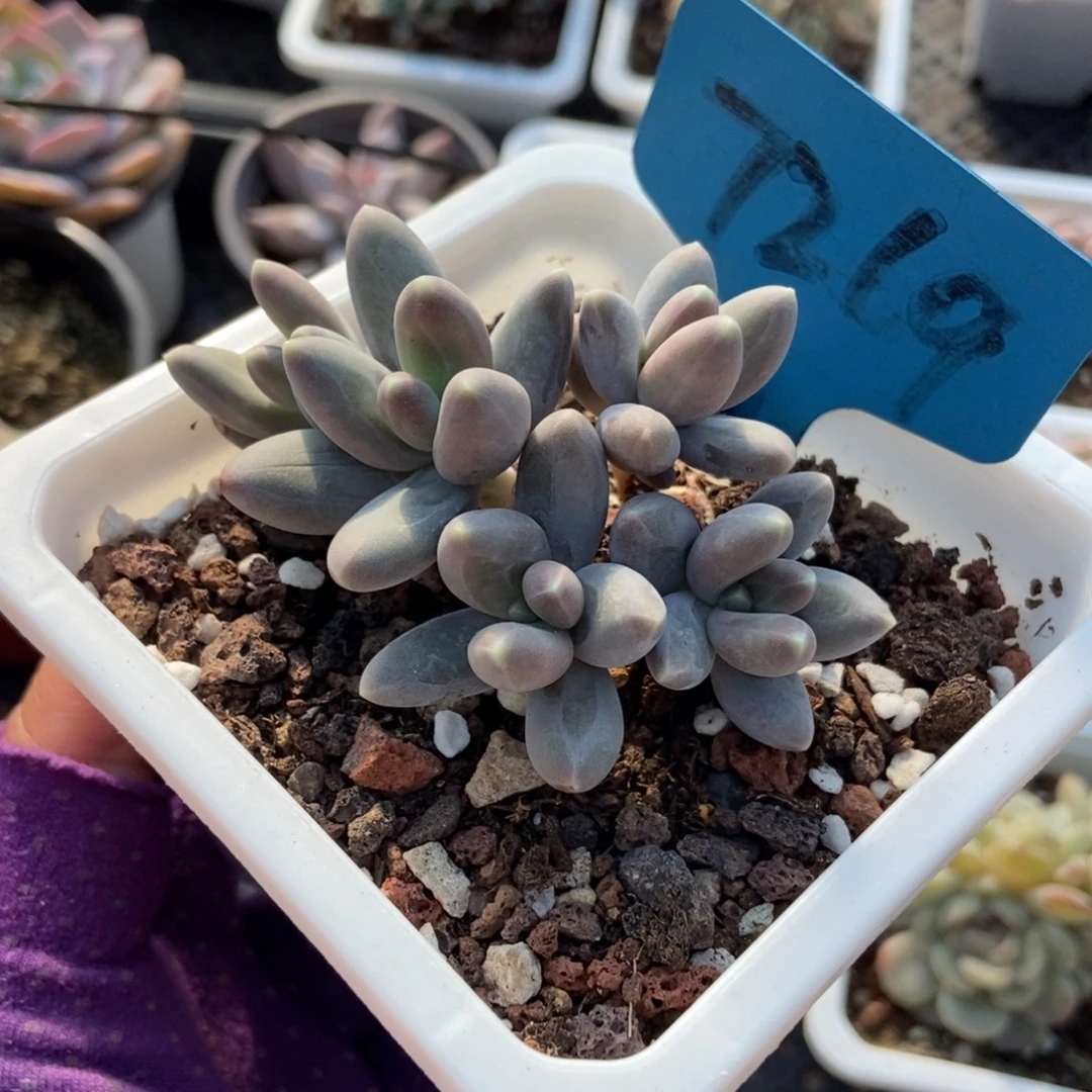 7269乌拉奶多肉植物
